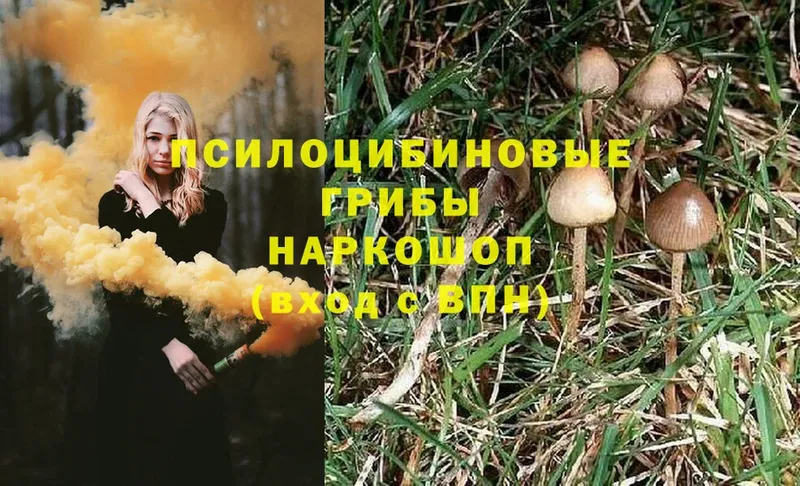 Псилоцибиновые грибы Psilocybe  купить  цена  Ливны 